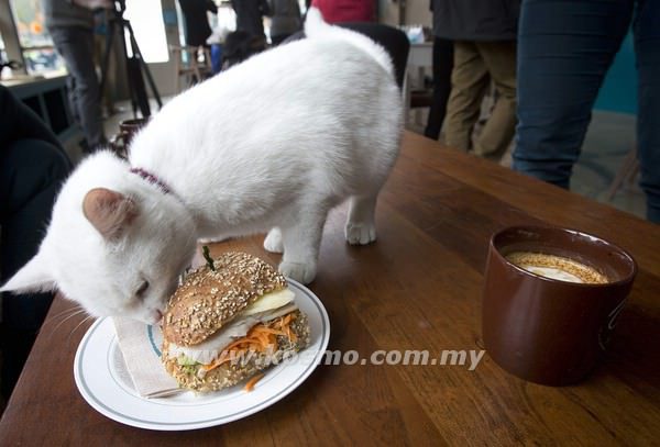 A cat smells a sandwich at the cat cafe in New York